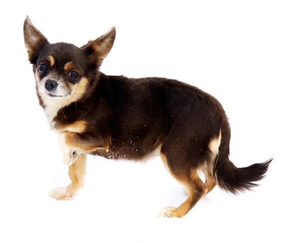 Chihuahua σκυλί σε λευκό φόντο — Φωτογραφία Αρχείου
