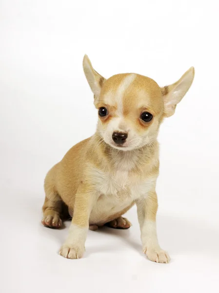 stock image Small chihuahua puppy