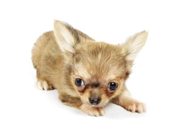 Маленький щенок чихуахуа — стоковое фото