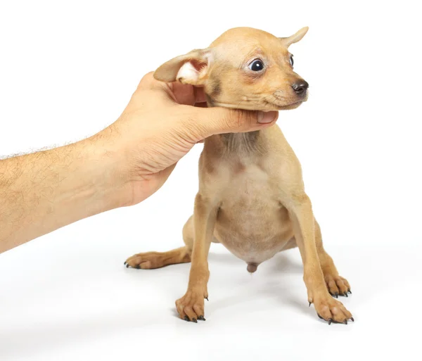 Spielzeug-Terrier-Welpe — Stockfoto