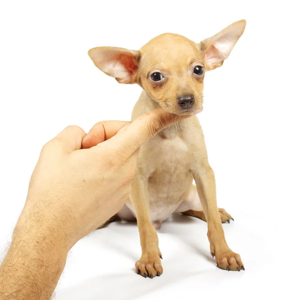 Oyuncak-korkunç köpek yavrusu — Stok fotoğraf