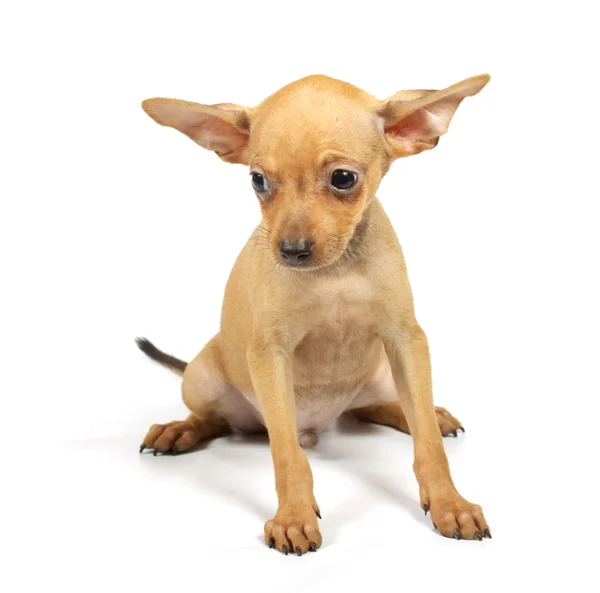 Oyuncak-korkunç köpek yavrusu — Stok fotoğraf