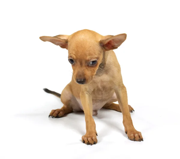 Cachorrinho de brinquedo-terrier — Fotografia de Stock