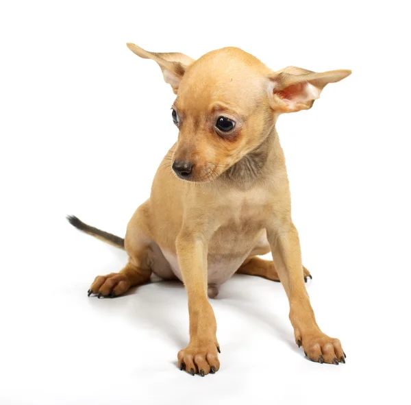 Toy-terrier puppy — Stock Photo, Image
