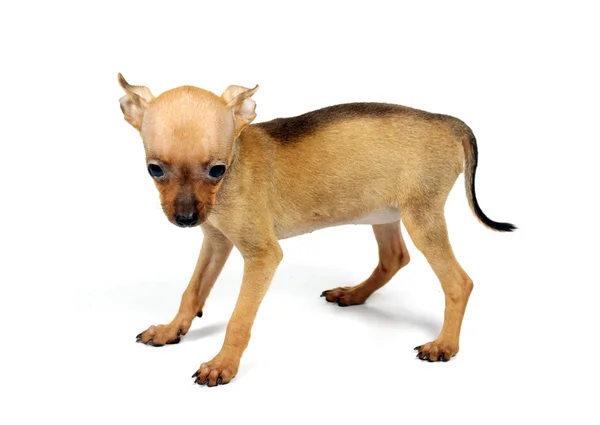 Spielzeug-Terrier-Welpe — Stockfoto