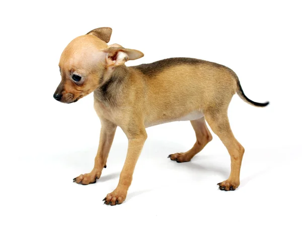 Juguete-terrier cachorro —  Fotos de Stock