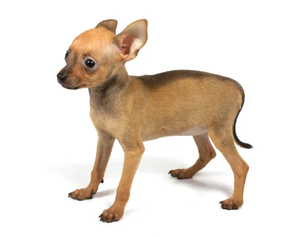 Cachorrinho de brinquedo-terrier — Fotografia de Stock