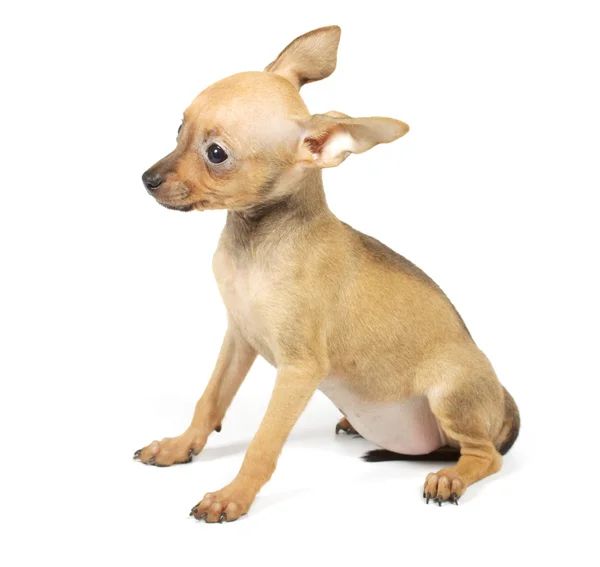 Toy terrier kiskutya — Stock Fotó