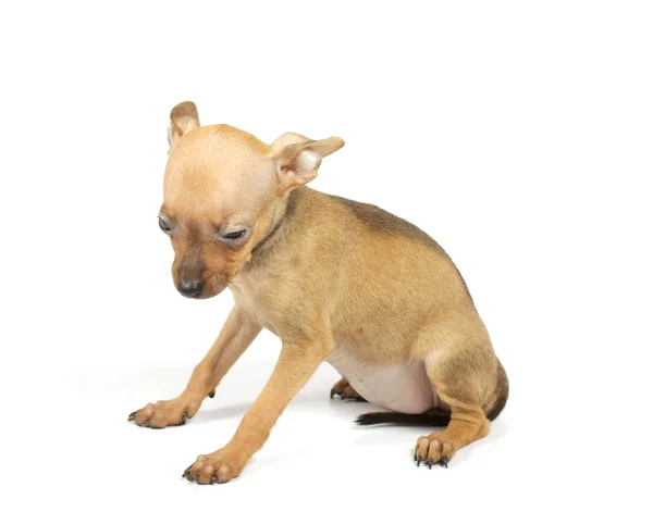 トイテリア子犬 — ストック写真