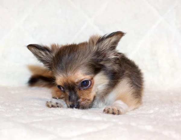 Küçük chihuahua yavrusu — Stok fotoğraf