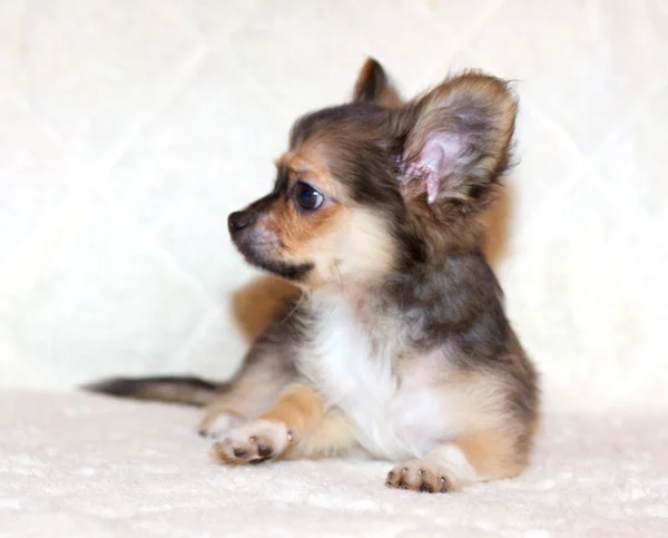 stock image Small chihuahua puppy