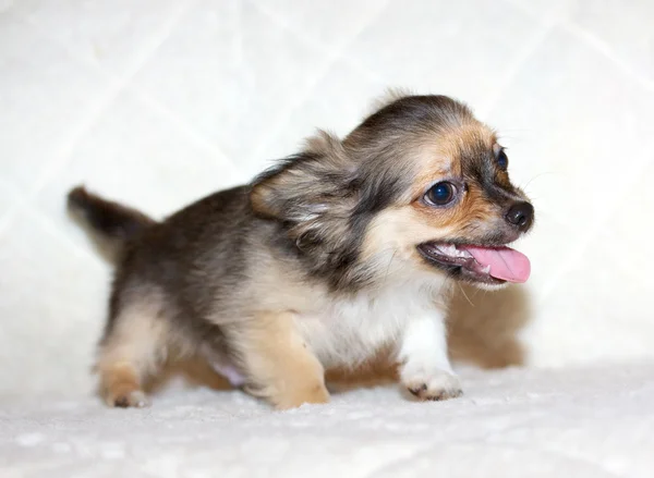 Kleiner Chihuahua-Welpe — Stockfoto