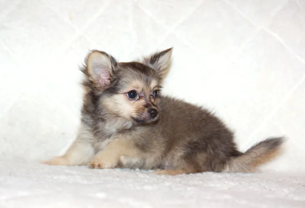 Small chihuahua puppy — Stock Photo, Image
