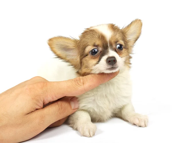 Kleine chihuahua pup — Stockfoto