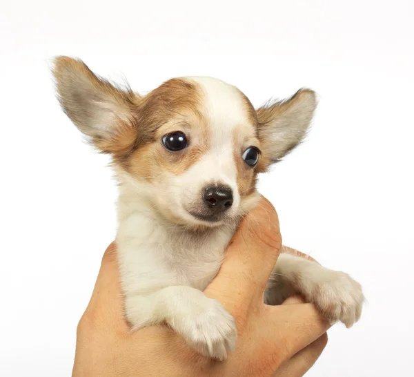 stock image Small chihuahua puppy