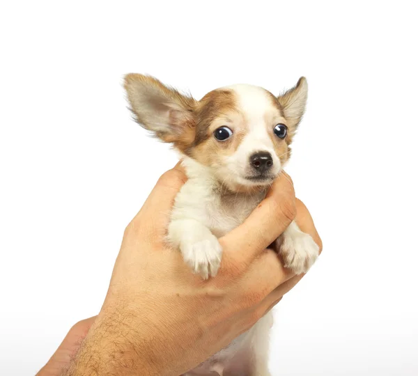 Pequeno cachorro chihuahua — Fotografia de Stock