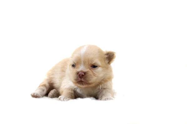 Чихуахуа щенок на белом — стоковое фото