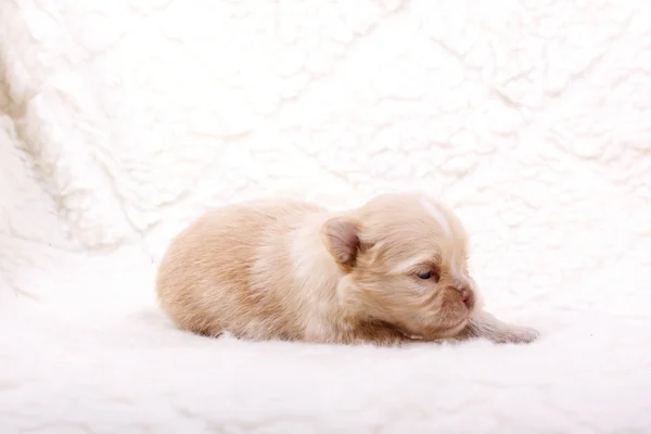 Chihuahua catelus pe alb — Fotografie, imagine de stoc