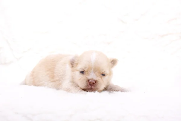 Chihuahua cachorro no branco — Fotografia de Stock