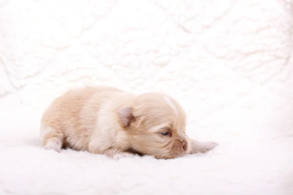 白のチワワ子犬 — ストック写真