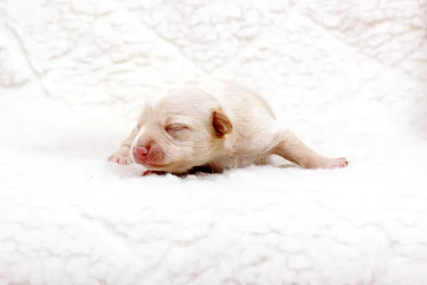 Chihuahua chiot sur blanc — Photo