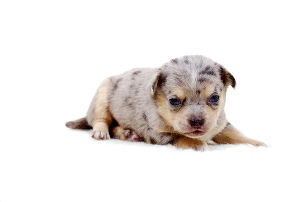 Čivava štěně na bílém pozadí — Stock fotografie