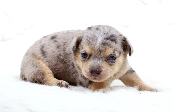 Chihuahua cachorro en blanco —  Fotos de Stock