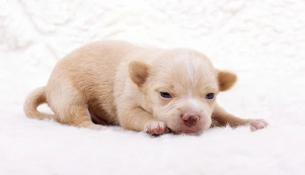 Chihuahua cachorro en blanco —  Fotos de Stock