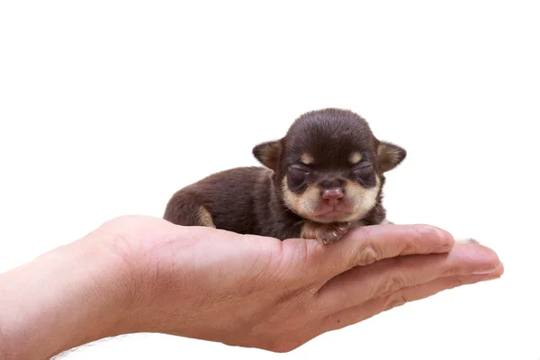 Chihuahua valp på vit — Stockfoto