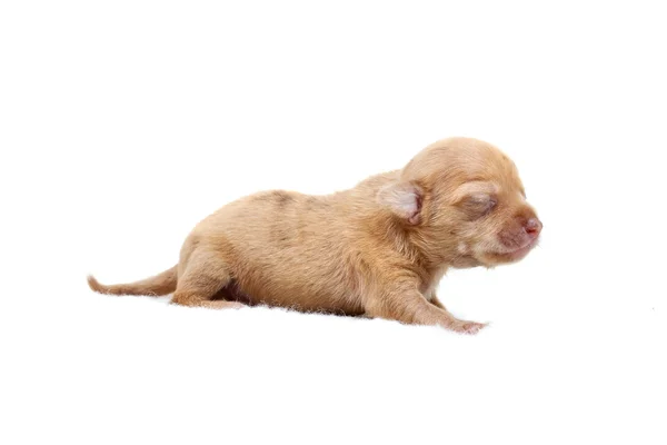 Чихуахуа щенок на белом — стоковое фото