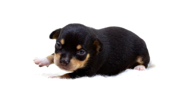 Chihuahua pup op wit — Stockfoto