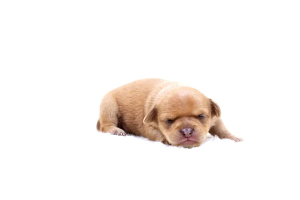 Chihuahua valp på vit — Stockfoto