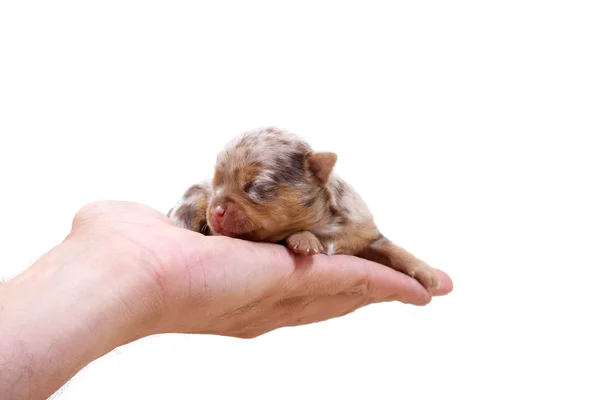 Chihuahua pup op wit — Stockfoto