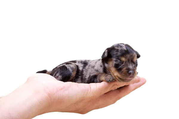 Chihuahua puppy on white — Stock Photo, Image
