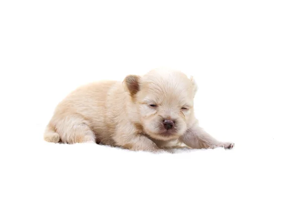 Szczeniak Chihuahua biały — Zdjęcie stockowe