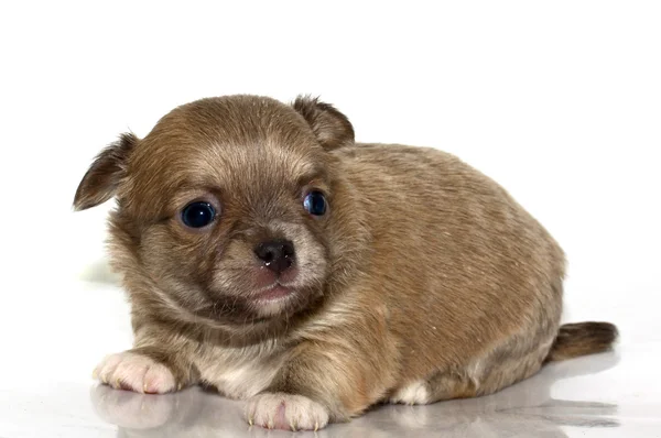 Chihuahua valp — Stockfoto