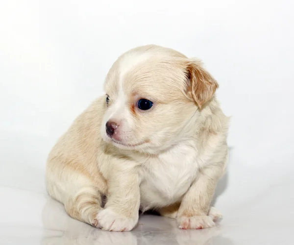 Cãozinho Chihuahua — Fotografia de Stock