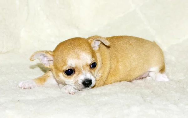 Chihuahua cachorro —  Fotos de Stock