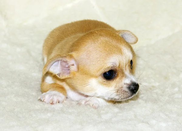 Chihuahua kölyök — Stock Fotó