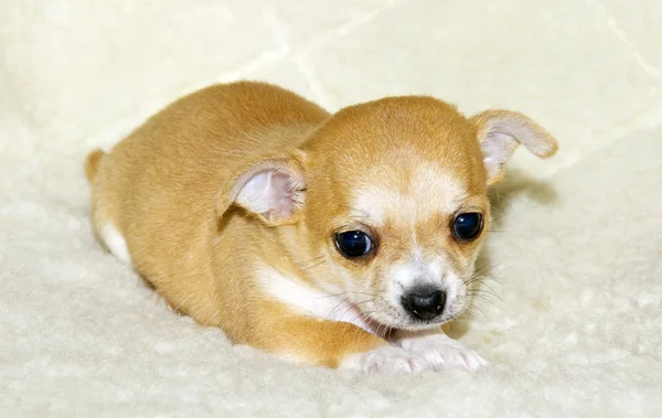 Chihuahua valp — Stockfoto