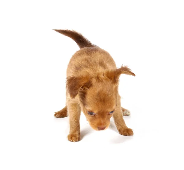 Chihuahua cachorro en estudio — Foto de Stock