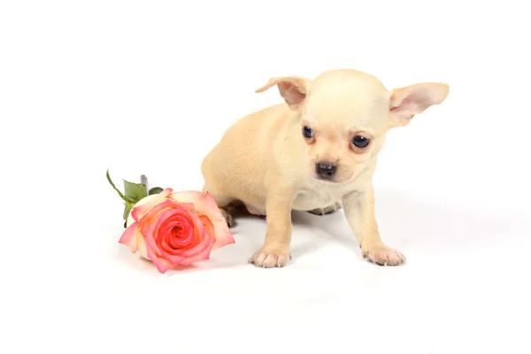 Chihuahua catelus în studio — Fotografie, imagine de stoc