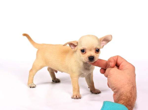 Chihuahua cachorro en estudio — Foto de Stock