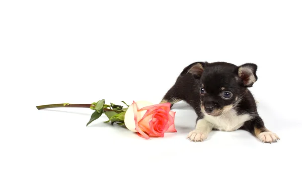 stock image Chihuahua puppy in studio