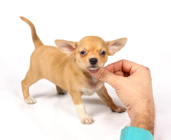 Chihuahua yavrusu Studio — Stok fotoğraf