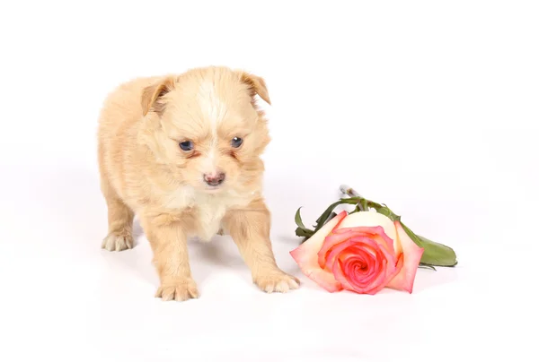 Chihuahua puppy in studio — Stock Photo, Image