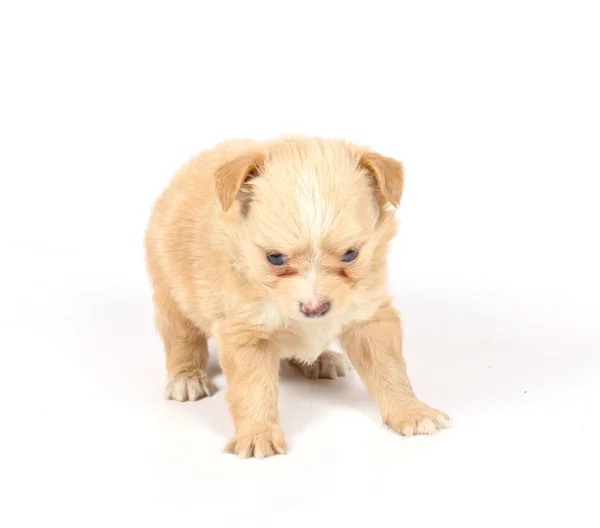 Чихуахуа щенок в студии — стоковое фото