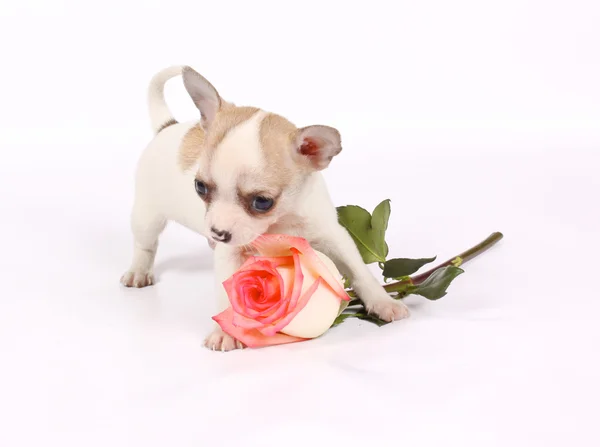 Chihuahua cucciolo in studio — Foto Stock