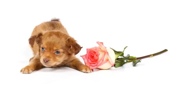 Chihuahua cachorro en estudio —  Fotos de Stock