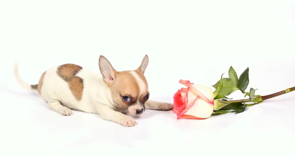 Chihuahua-Welpe im Atelier — Stockfoto